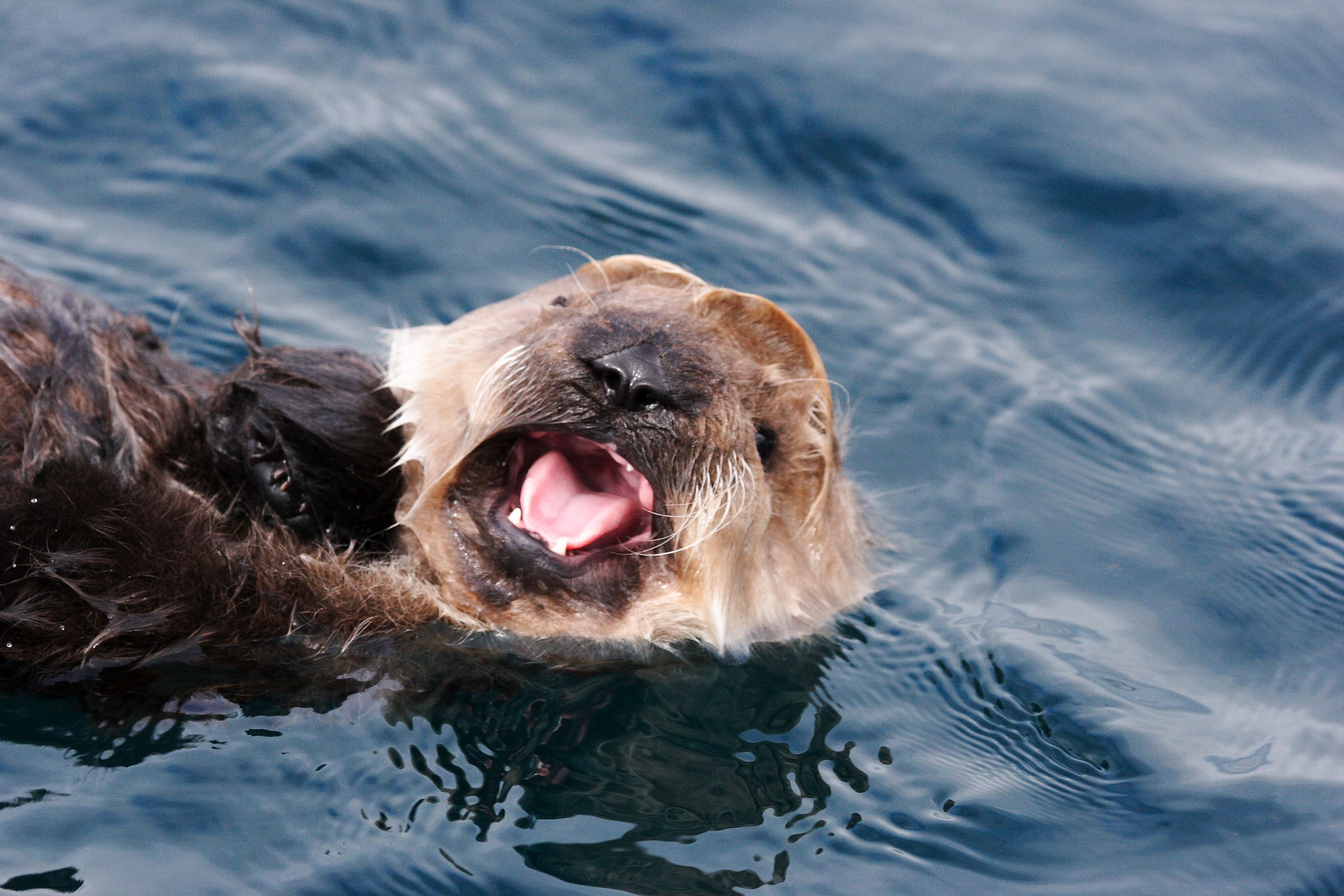 Commander Islands Sea Otters Receive a Surprise from Kinder® and WWF Russia